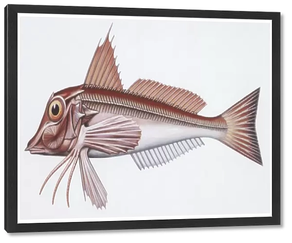 Zoology: Fishes: East Atlantic red gurnard (Aspitriglia cuculus), illustration