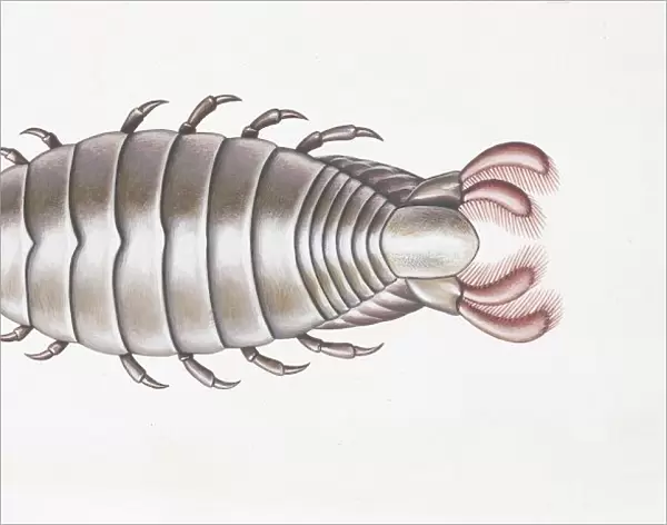 Anilocra physodes, illustration