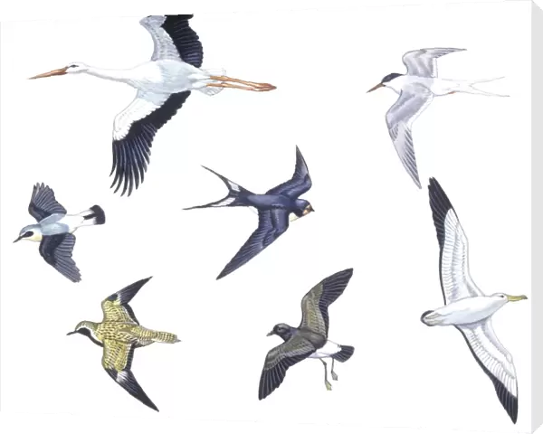 Birds: White Stork (Ciconiiformes, Ciconia ciconia), Antarctic Tern (Charadriiformes, Sterna vittata), Barn Swallow (Passeriformes, Hirundo rustica), Wheatear (Passeriformes, Oenanthe oenanthe), Eurasian Golden Plover (Charadriiformes, Pluvialis apricaria