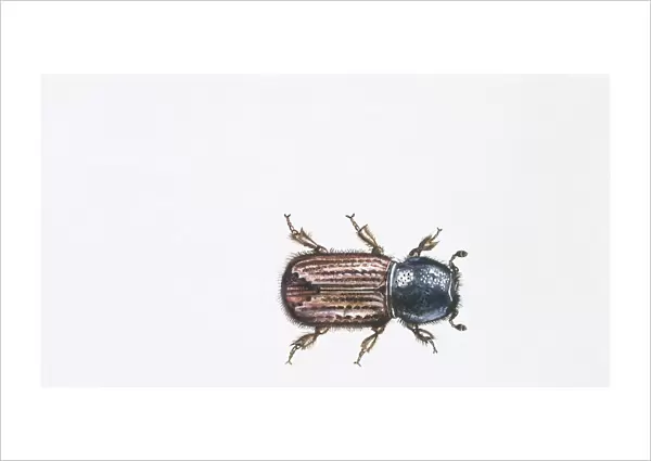 European Spruce Bark Beetle (Ips typographus), illustration