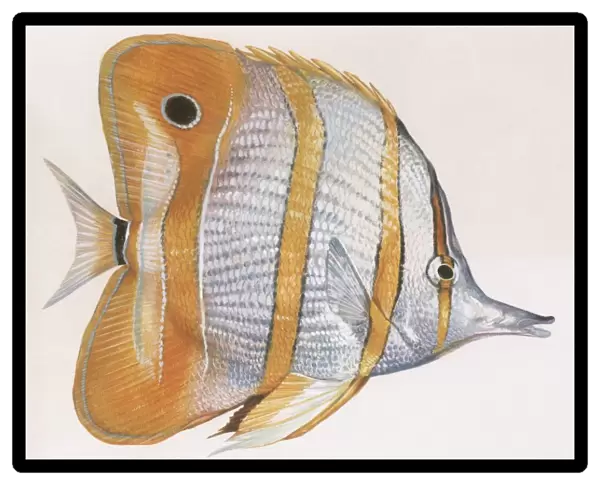 Fishes: Copperband butterflyfish (Chelmon rostratus), illustration
