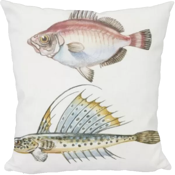 Fishes: Perciformes, Spotted dragonet (Callionymus maculatus), Boarfish (Capros aper), clipfish (Cristiceps argentatus), Tripterygion melanurus, illustration