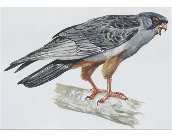 Zoology: Birds, Crested Lark, (Galerida cristata), illustration
