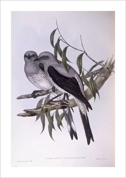 Ground cuckooshrike (Coracina maxima), Engraving by John Gould