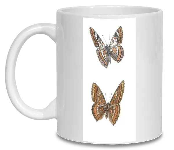 Lepidoptera, euphydryas intermedia and euphydryas cynthia, illustration