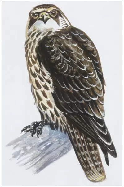 Zoology: Birds, Lanner Falcon (Falco biarmicus), illustration