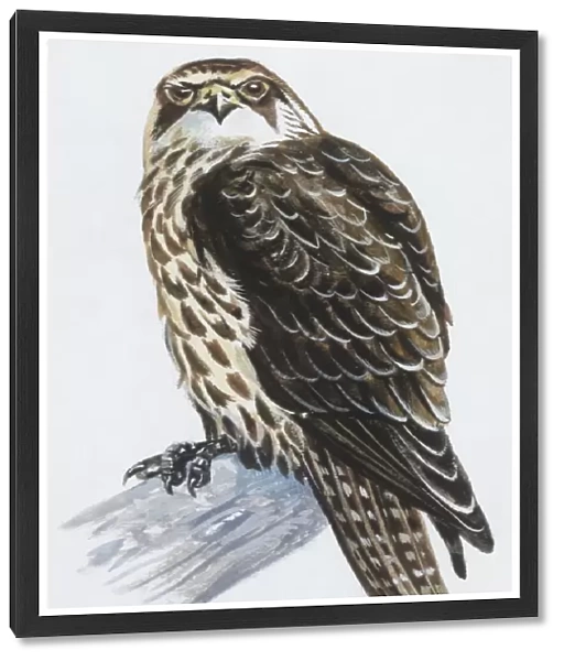 Zoology: Birds, Lanner Falcon (Falco biarmicus), illustration