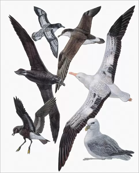 Close-up of flock of birds of the procellariiformes family