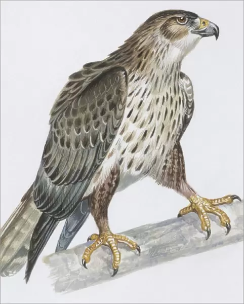 Zoology: Birds, Bonellis Eagle (Hieraaetus fasciatus), illustration