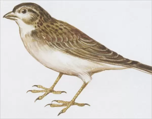 Zoology: Birds, Greater Short-toed Lark (Calandrella brachydactyla), illustration