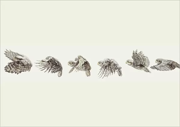 Zoology: Birds, Falconiformes, Pallid Harrier (Circus macrourus), Montagus Harrier (Circus pygargus), Hen Harrier (Circus cyaneus), Western Marsh Harrier (Circus aeruginosus), illustration