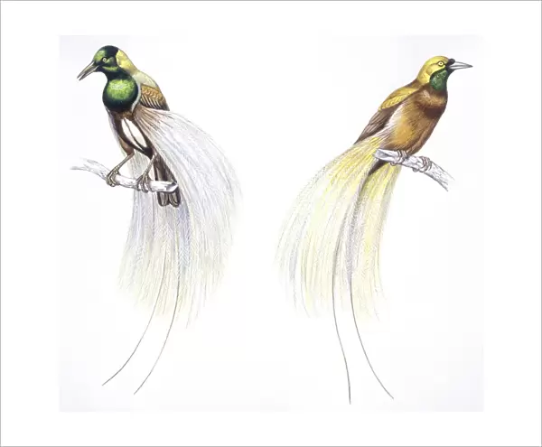 Birds: Passeriformes, Emperor Bird of Paradise (Paradisaea guilielmi) and Lesser Bird of Paradise (Paradisaea minor), illustration
