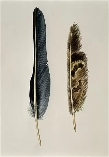 Close-up of a cinereous vultures feather with an owls feather