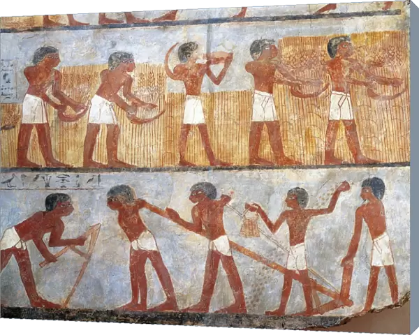 Wall painting depicting sowing and harvesting scene, from the tomb of Onsu at west Thebes, close-up