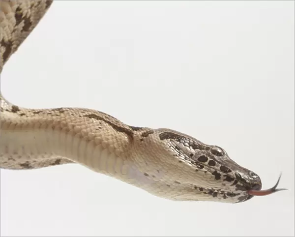 Side view of the head of a Dumerils Boa, Boa dumerili, showing the conspicuous skin groove under the chin, known as the mental groove. It marks a particularly elastic area of skin. An eye and the forked tongue are also visible