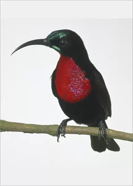 Front view of a Scarlet-Chested Sunbird, Nectarinia senegalensis, perching on a thin branch. This example is a male and is showing its brilliant, scarlet breast, head in profile showing the long, curved bill  /  beak and irridescent crown and moustache