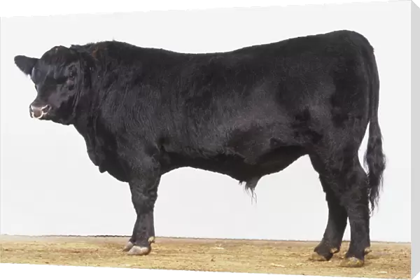Profile of 20-month-old pure-bred Aberdeen Angus bull by a Canadian sire