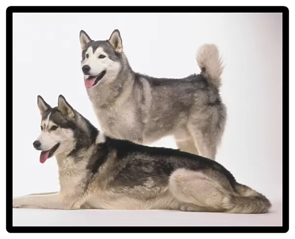 Two Husky Dogs (Canis familiaris)