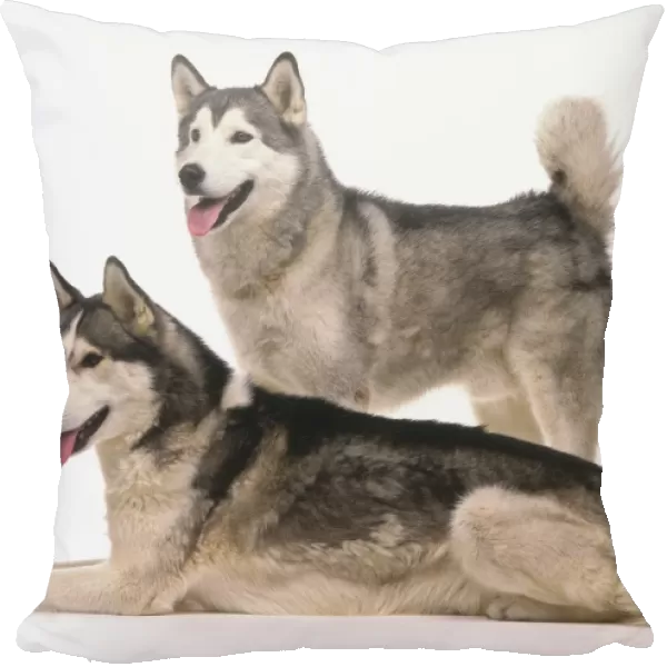 Two Husky Dogs (Canis familiaris)