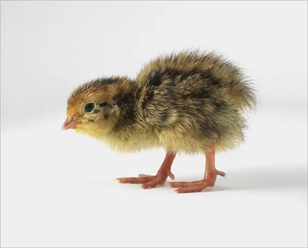 Japanese quail (Coturnix japonica) chick, side view
