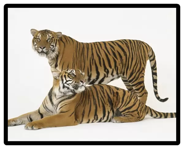 A pair of tigers, one lying down, the other standing up