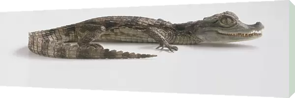 Young Caiman (Caiman crocodilus), mouth slightly open showing rows of teeth, tail curled inward, side view