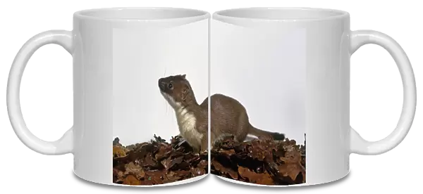 Least weasel (Mustela nivalis) and brown leaves