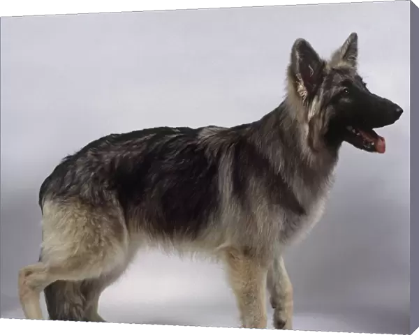 Shiloh Shepherd Dog (Shiloh), side view