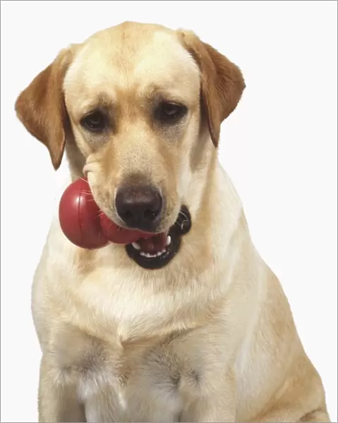 Head and shoulders of a Yellow Labrador Retriever (Canis familaris) with a red ball in its mouth, front view