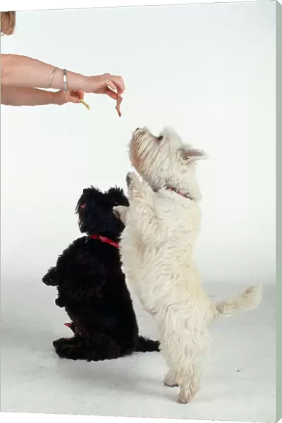 Two West Highland terriers stand and sit on their hind legs while begging for food