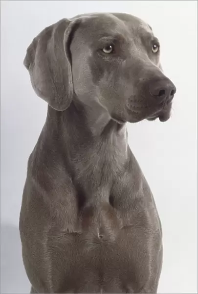 A short-haired dark gray Weimaraner dog with a narrow muzzle and slightly folded ears, head shot only
