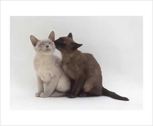 Brown Burmese cat licking a lilac Burmese cat