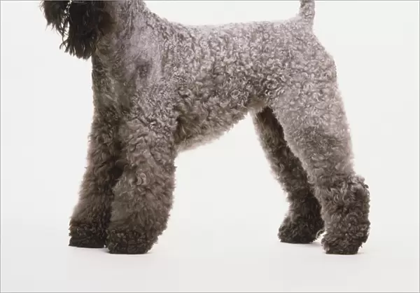 A Kerry blue terrier with a grey curly coat, side view