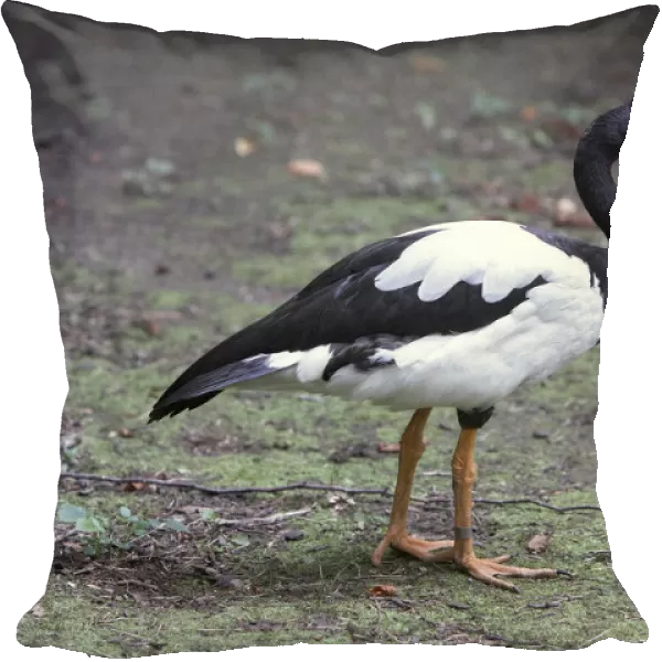 Magpie goose (Anseranas semipalmata), side view