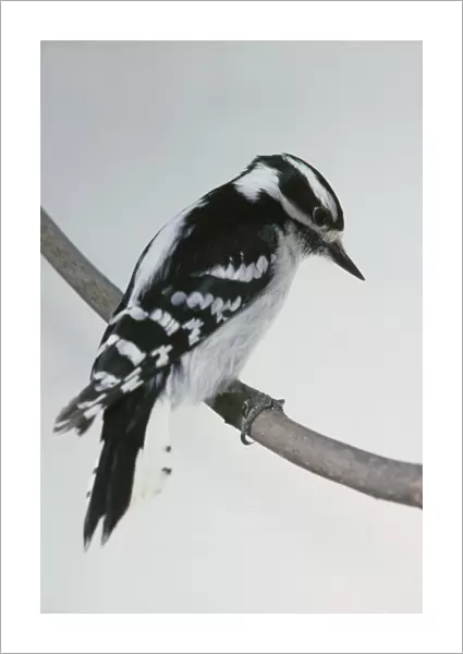 Downy Woodpecker (Picoides pubescens) perching on thin branch