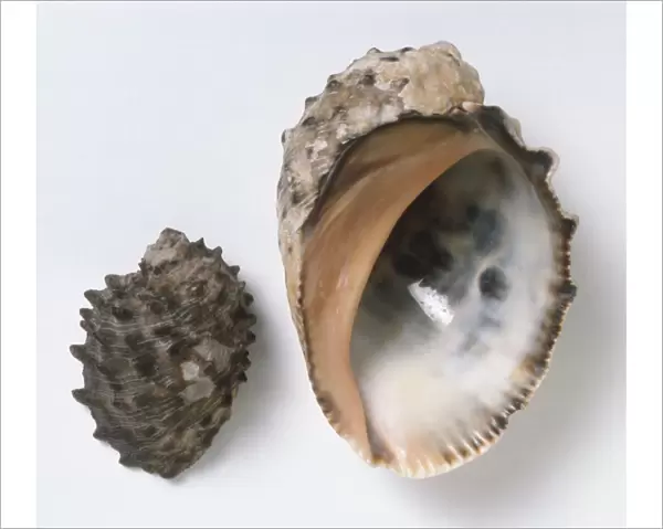 Purpura patula, Wide Mouthed Purpura Shell, above view of two shells, one top view with rough dark grey nobbly surface, the other underside view of the glossy shiny interior of the shell with pink and cream colours