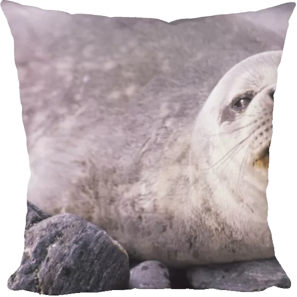 Weddell Seal lounging about on rocks