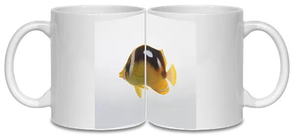 Four-spotted Butterflyfish or Fourspot Butterflyfish (Chaetodon quadrimaculatus), fish, side view