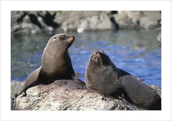 New Zealand fur seals lolling on the Red Rocks, Wellington
