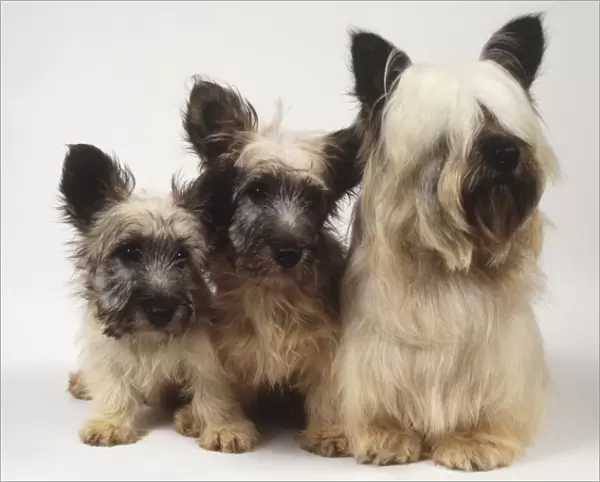 Skye Terrier (Canis familiaris), bitch with two pups, seated together, front view