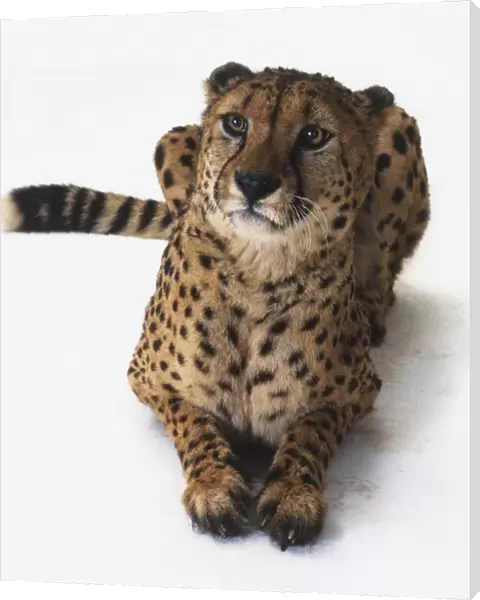 Cheetah (Acinonyx jubatus), sitting, looking up