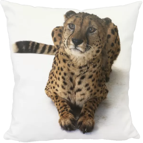 Cheetah (Acinonyx jubatus), sitting, looking up