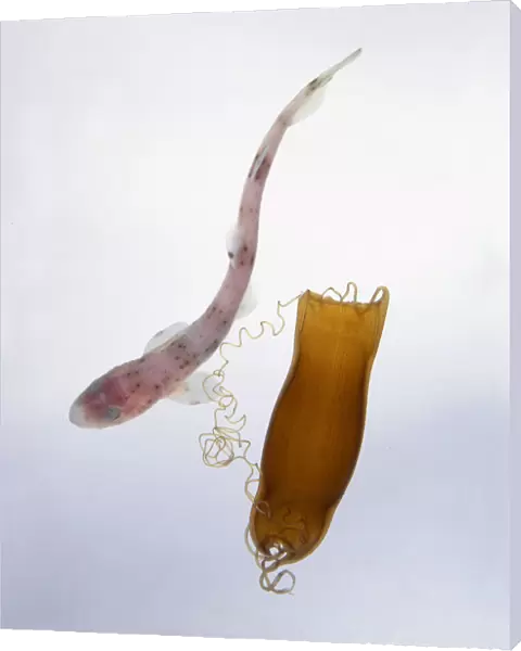 Lesser spotted dogfish (Scyliorhinus canicula) hatched from its egg case