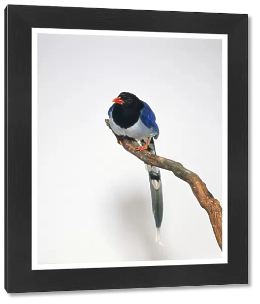 Red-billed Blue Magpie (Urocissa erythrorhyncha) perching on branch