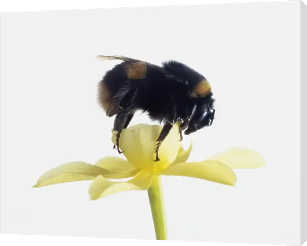 Bumblebee (Bombus terrestris) feeding on pollen from a yellow flower