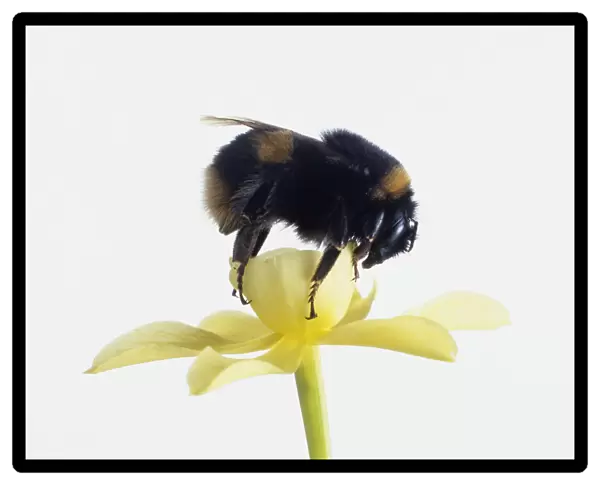 Bumblebee (Bombus terrestris) feeding on pollen from a yellow flower