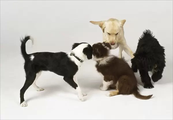 Four puppies playing together