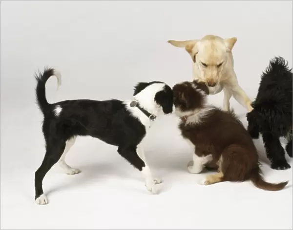 Four puppies playing together