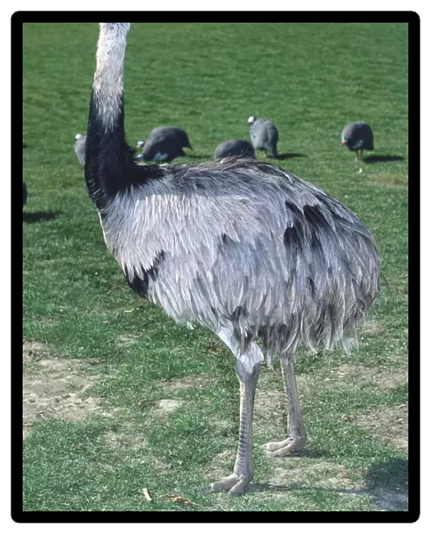 Side view of a Greater Rhea, a large, flightless bird, with head in profile, showing the feathers on the head, face and neck, loose, shaggy wing feathers, strong legs and short, thick toes