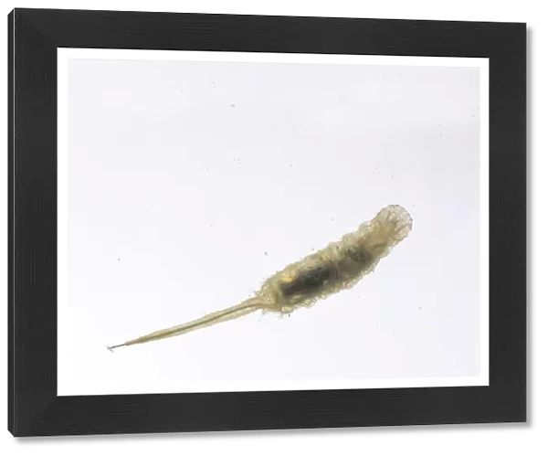 Rat-tailed maggot, larva of the Hoverfly (Eristalis tenax) underwater